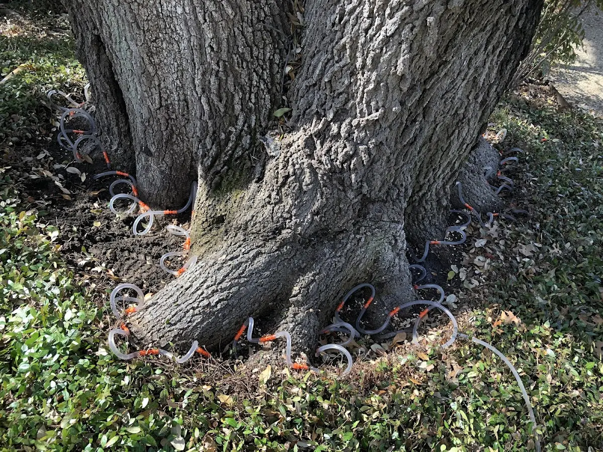 Detailed Tree Cabling and Bracing job site in Deerwood