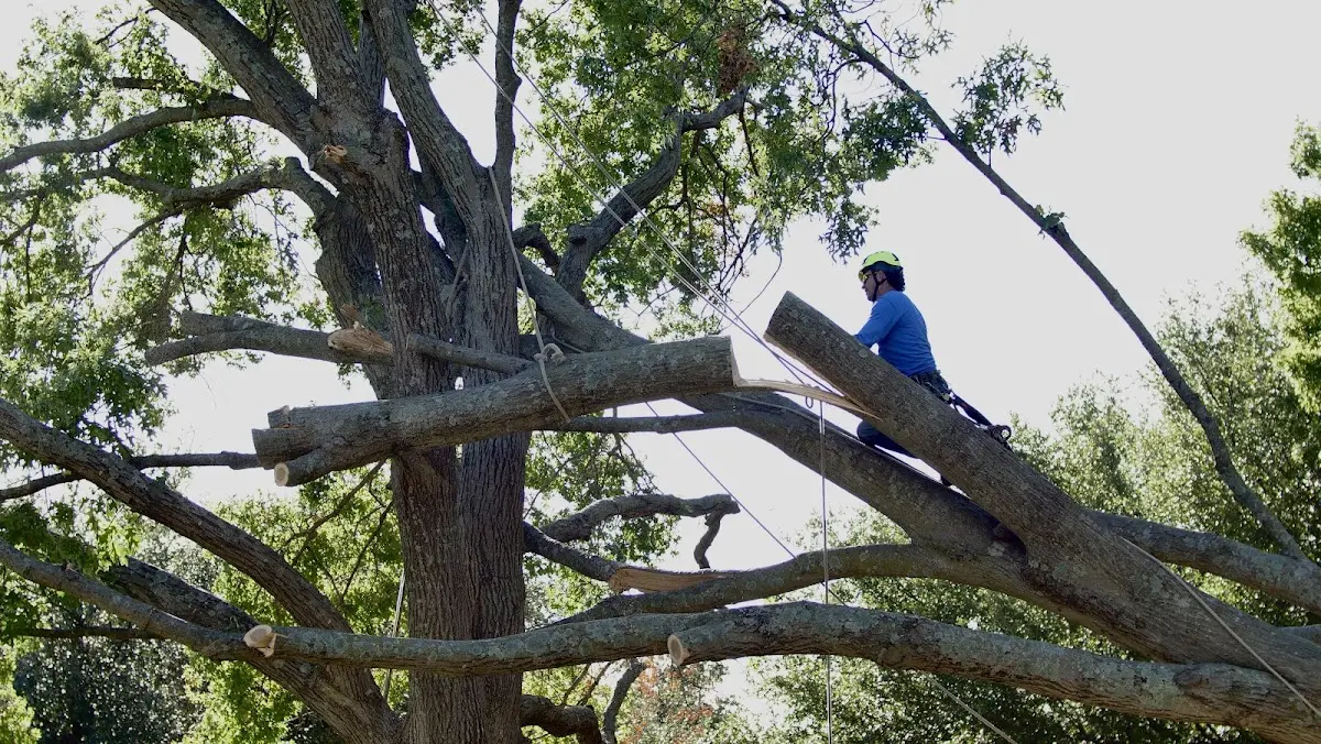 Professional Crown Thinning performed by certified arborists in Deerwood